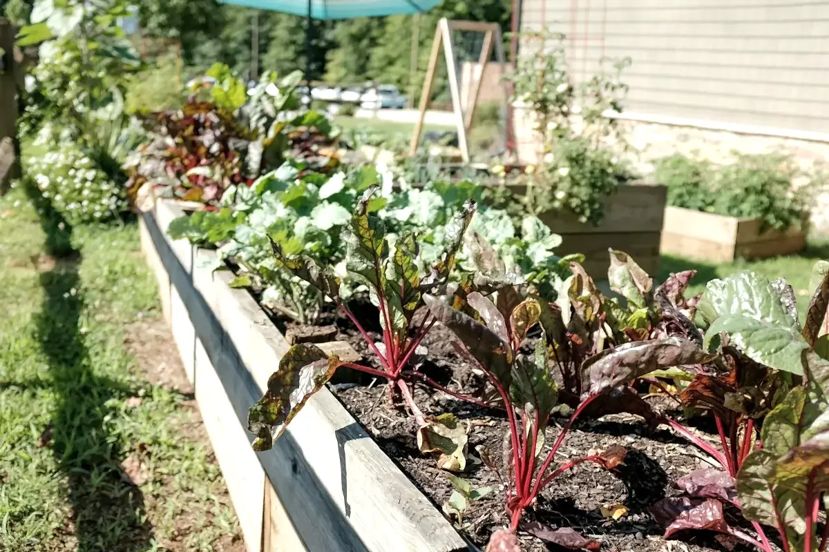 raised garden